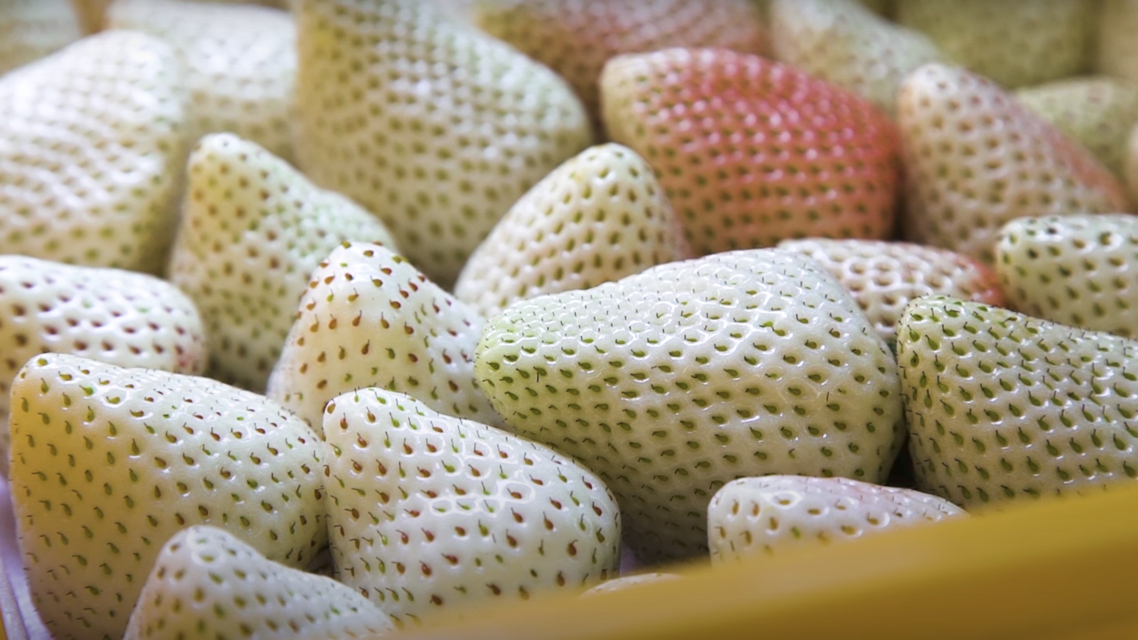 Take a Tour of Japan's Rare White Strawberry Farm Mental Floss